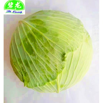 常年大量供应保鲜蔬菜各种包菜类圆包菜扁包菜紫甘蓝北京包等 10吨起批图5