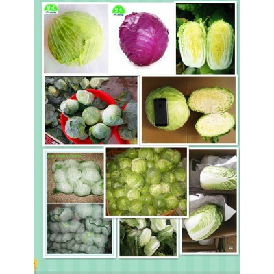 常年大量供应产地新季节保鲜蔬菜紫甘蓝 2件起批