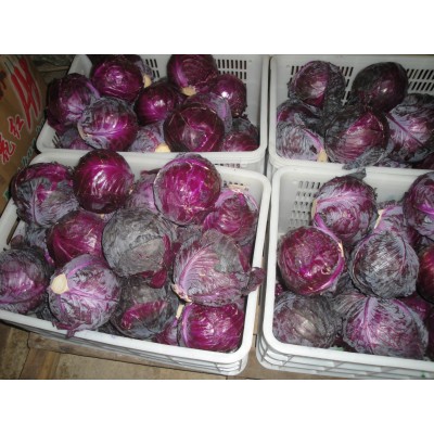 常年大量供应产地新季节保鲜蔬菜紫甘蓝 2件起批图5
