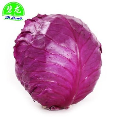 常年大量供应产地新季节保鲜蔬菜紫甘蓝 2件起批图4