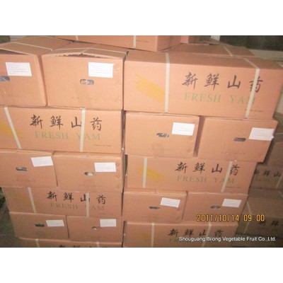 常年大量供应出口级新季节保鲜山药 10吨起批图3