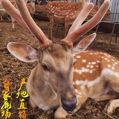 整枝鲜鹿茸批发东北特产泡酒煲汤滋补吉林鹿场头茬二杠整只鲜鹿茸 200克起批图4