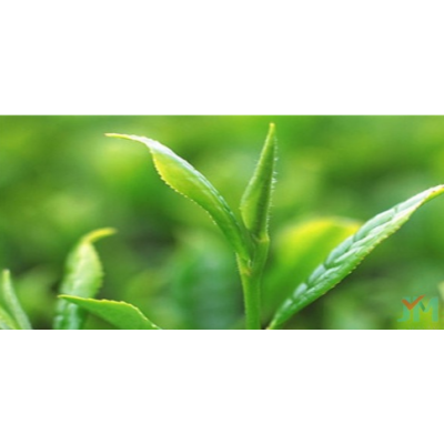 理想茶叶加盟图5