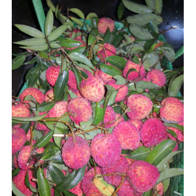 梦庄海南荔枝王 火山岩石鸡蛋大小新鲜荔枝 精选果(9-10个/斤) 3斤礼盒装图3