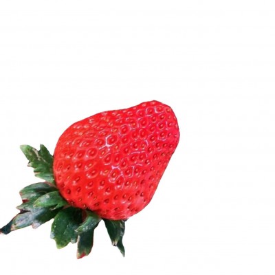 丹东99草莓现摘现货新鲜红颜小果草莓商用烘焙顺丰包邮九九大草莓 2斤起批