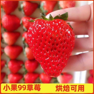 丹东99草莓现摘现货新鲜红颜小果草莓商用烘焙顺丰包邮九九大草莓 2斤起批图5