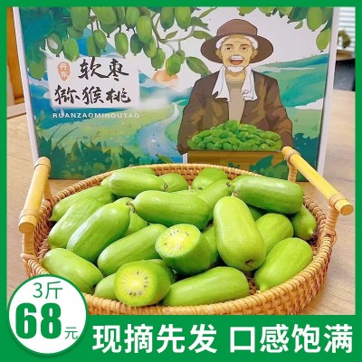 丹东软枣猕猴桃 鲜果东北奇异果莓小猕猴桃新鲜水果 软枣圆枣子 2件起批图5