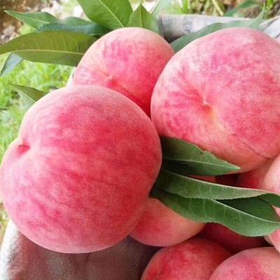 丹东河口艳红桃子 现摘现发新鲜水果水蜜桃 脆甜可口毛桃10斤 2箱起批图2