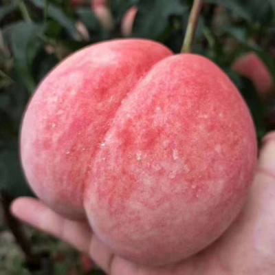 丹东河口艳红桃子 现摘现发新鲜水果水蜜桃 脆甜可口毛桃10斤 2箱起批图4