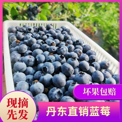 丹东蓝莓鲜果现摘现发水果蓝莓孕妇宝宝辅食当季顺丰空运箱装蓝莓 2箱起批图5