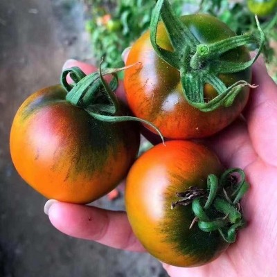 丹东铁皮柿子 新鲜采摘东北特产水果番茄 绿腚生吃草莓西红柿 2件起批图4