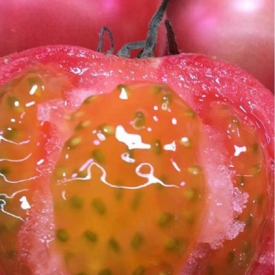 丹东铁皮柿子 新鲜采摘东北特产水果番茄 绿腚生吃草莓西红柿 2件起批图3