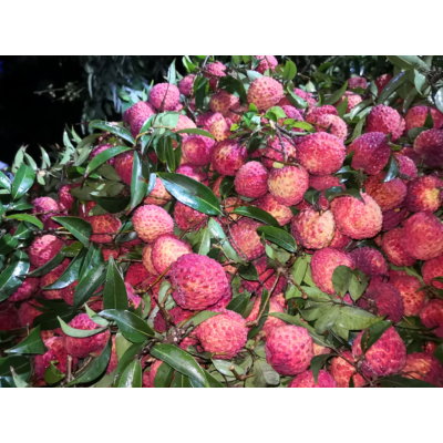 梦庄海南荔枝王 火山岩石鸡蛋大小新鲜荔枝 精选果(9-10个/斤) 3斤礼盒装起批图5