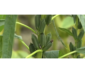 芝麻的一生｜现代农业种植和收获胡麻｜芝麻香油生产过程