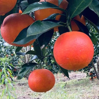 玫瑰血橙新鲜现摘现发塔罗科血橙10斤整箱批发新鲜水果广柑橙子图2