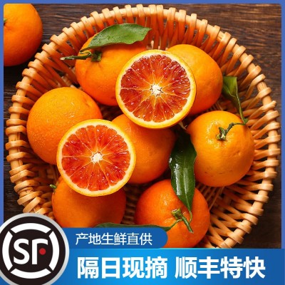 玫瑰血橙新鲜现摘现发塔罗科血橙10斤整箱批发新鲜水果广柑橙子
