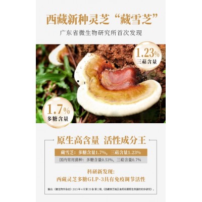 厂家直售现货批发 藏雪芝全灵芝孢子粉 酶法破壁灵芝孢子粉图3