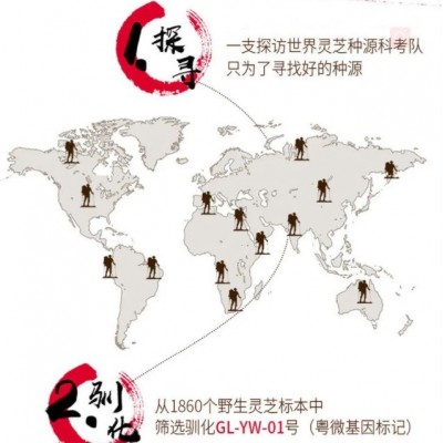 源头大厂粤微牌酶法破壁全灵芝孢子粉 免疫调节20多年口碑图2