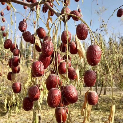 新疆特产若羌灰枣新枣皮薄肉厚干果批发孕妇儿童零食兵团红枣图5