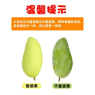 产地货源越南大青芒9斤整箱大金煌青芒果当季新鲜水果 芒果批发图2