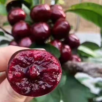 新鲜水果应季批发山东烟台美早大樱桃车厘子2/3/5斤 支持一件代发图3