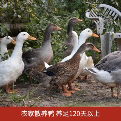 安徽风干鸭干货整只徽州腊板鸭农家手工制日晒风干咸香腊味批发图5