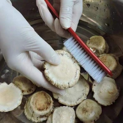鹿角帽鹿托盘粉正品一件代发厂家源头鹿乡发货图2