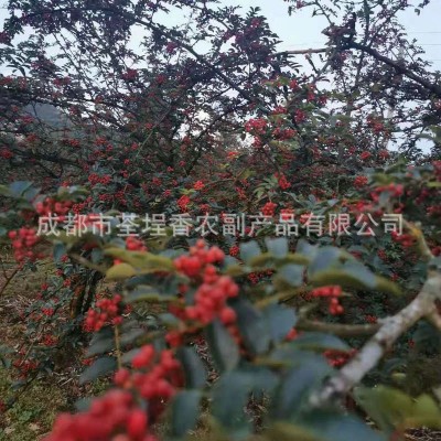 花椒麻椒 四川红花椒香料火锅底料炖卤料麻辣烫调味品香辛料大全图5