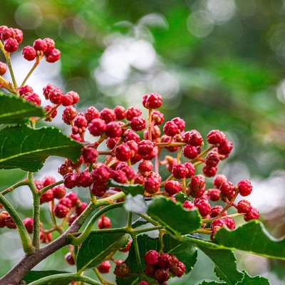 火锅底料花椒油粒大重油芳香浓郁纯麻爽口盐源红花椒（干花椒）图3