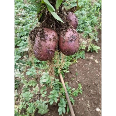 红皮土豆口感沙面粉糯皮薄无污染高海拔绿色种植适合做炸洋芋薯条图5