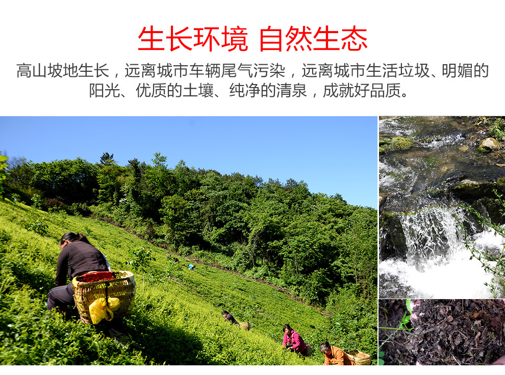 叶片茶