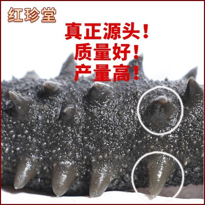 大连特产非干货半干海参批发海产品大火拉缸盐海参盐渍大连海参图3