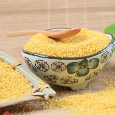 温达香粮油米面有机黄小米400g 月子粮食小黄米批发图2