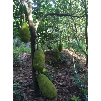 菠萝蜜 价格面议图3