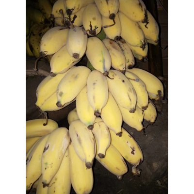 香蕉 价格面议