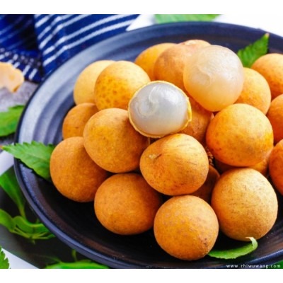 果园现摘现发 新鲜龙眼 肉质爽脆不流汁 味芳香 含糖高 宜鲜食图4
