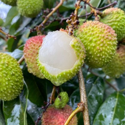妃子笑荔枝 糯米糍 桂味当季新鲜采摘 孕妇水果 甘甜多汁图3