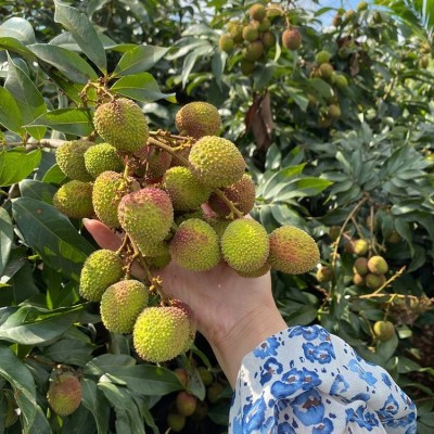 妃子笑荔枝 糯米糍 桂味当季新鲜采摘 孕妇水果 甘甜多汁图2