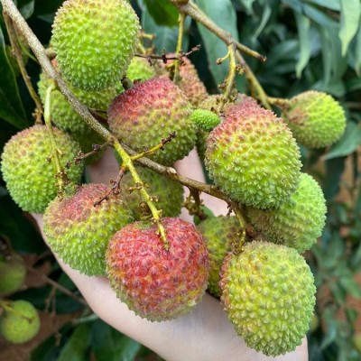 妃子笑荔枝 糯米糍 桂味当季新鲜采摘 孕妇水果 甘甜多汁图4