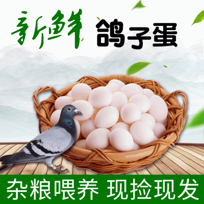 20枚装批发农家杂粮散养土特产白鸽蛋现货供应鸽子蛋