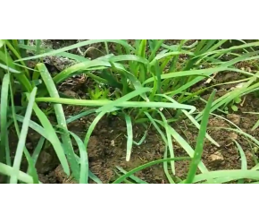基本不打农药的六种蔬菜，不用慌闭着眼睛放心吃，安全营养又健康