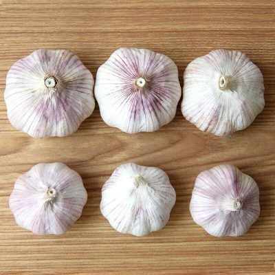 大蒜 蒜 山东批发紫皮大蒜原产地发货工厂直发干蒜头保鲜大蒜