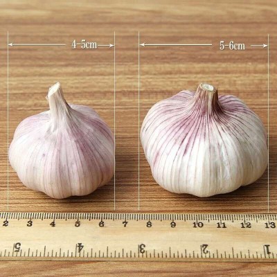 大蒜 蒜 山东批发紫皮大蒜原产地发货工厂直发干蒜头保鲜大蒜图2