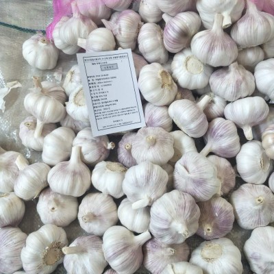 大蒜 蒜 山东批发紫皮大蒜原产地发货工厂直发干蒜头保鲜大蒜图3