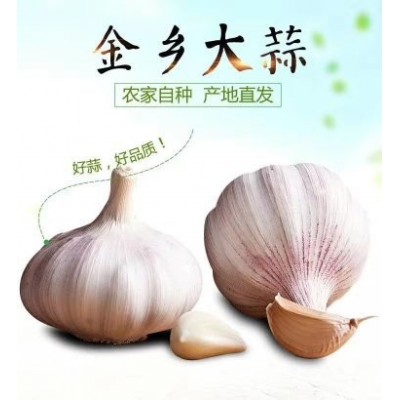 大蒜基地大量供应金乡大蒜，太空蒜，蒜种，大蒜种子