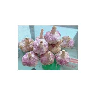 大蒜基地大量供应金乡大蒜，太空蒜，蒜种，大蒜种子图3