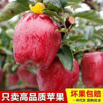 现货甘肃天水花牛苹果红蛇果新鲜水果粉面苹果带箱10斤一件代发