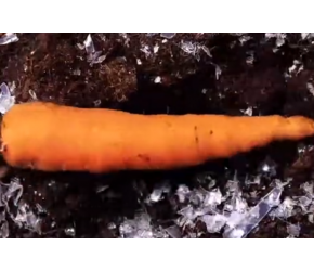 【果蔬种植】自己在家种植各种水果蔬菜的简单方法！