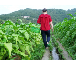 每天都有现摘蔬菜，农村生活让人惬意，虽然忙碌但很幸福