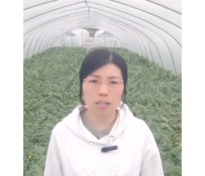 千万不要再单独撒尿素了